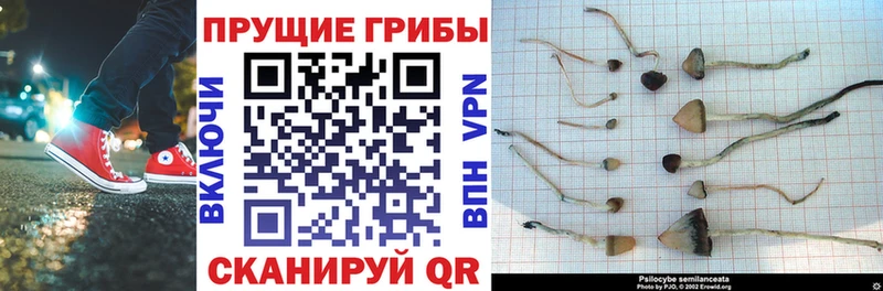 закладки  Наволоки  Галлюциногенные грибы Psilocybine cubensis 